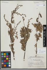 Foto von Salix variegata Franch.
